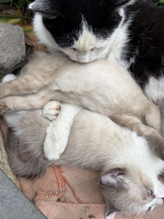 Отдадим котят в хороши руки