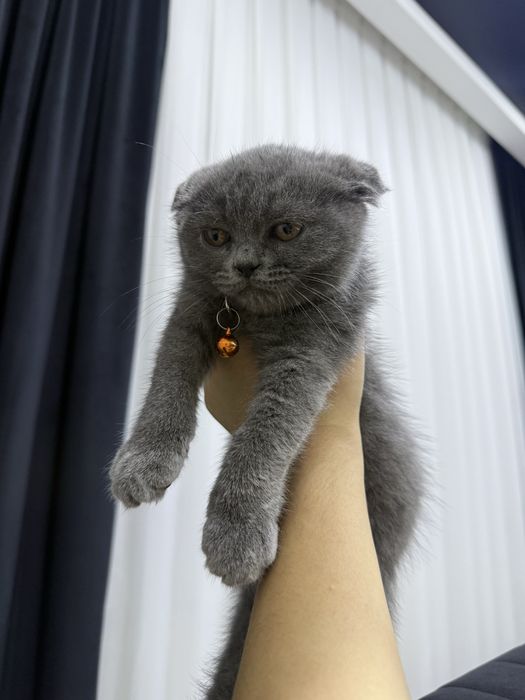 Котенок скоттиш-фолд