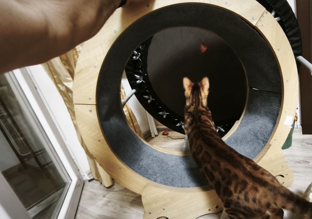Котешко колело за тичане