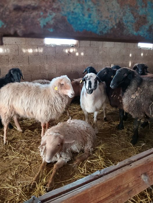 Продаются бараны