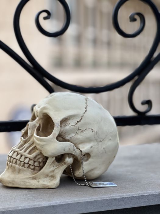 Череп глава