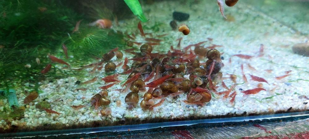 Криветки криветки вишня