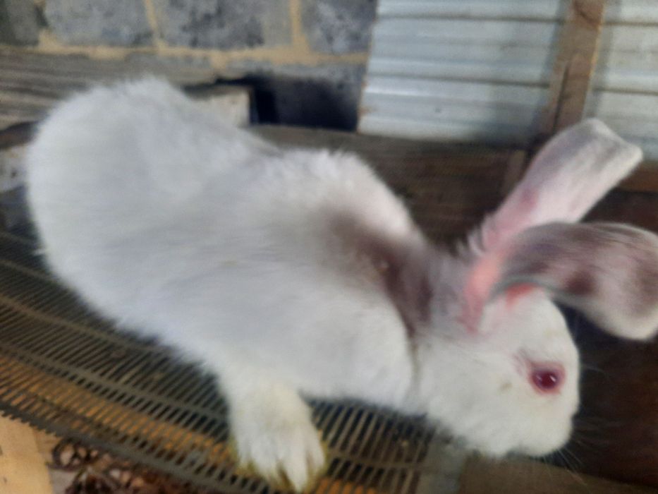 Кролики белый панон