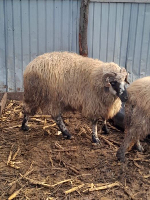 Vând berbec cărăbaș 3 ani