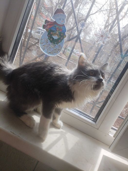 Отдам котофея Филю