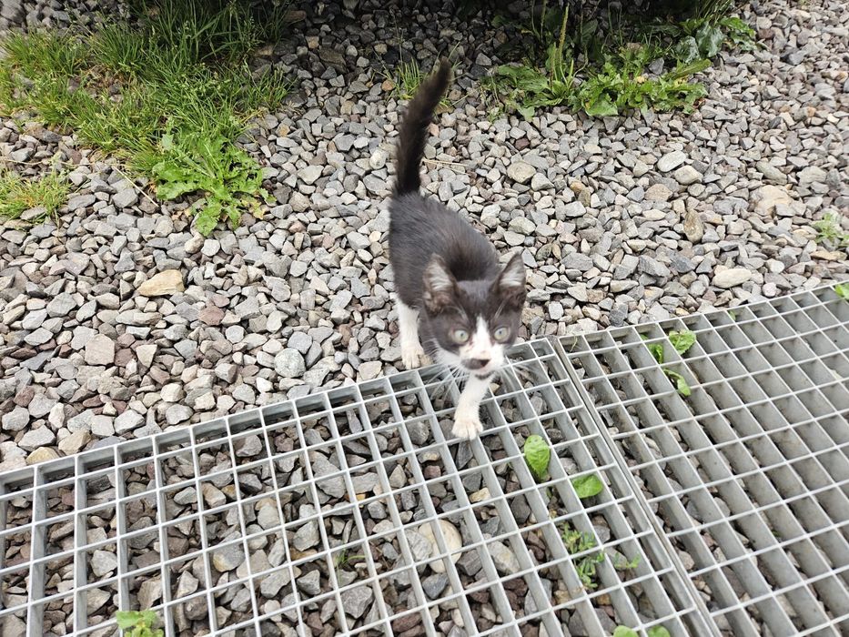 Pisoiaș dragut isi cauta familie.