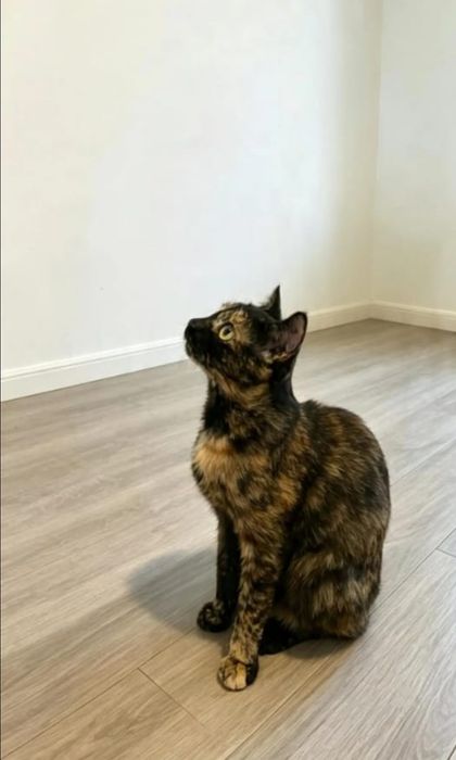 Игривая  и ласковая кошечка