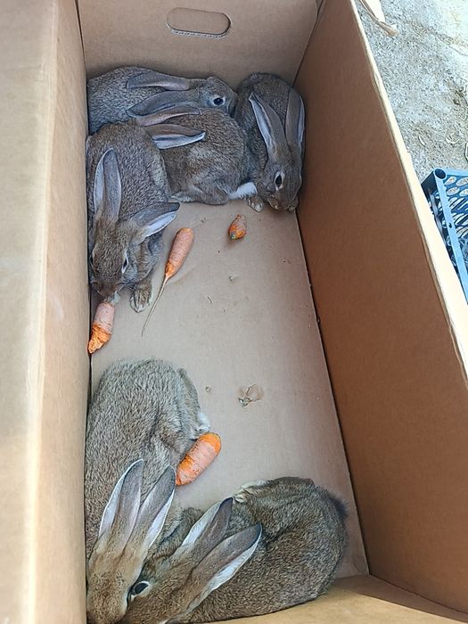 Quyonla zotli, zotsiz