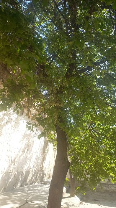 Daraxt sotiladi kesib opketishga