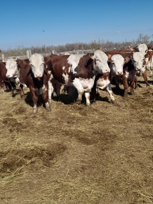 Продам быков с откорма