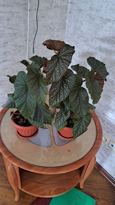 Комнатные растения