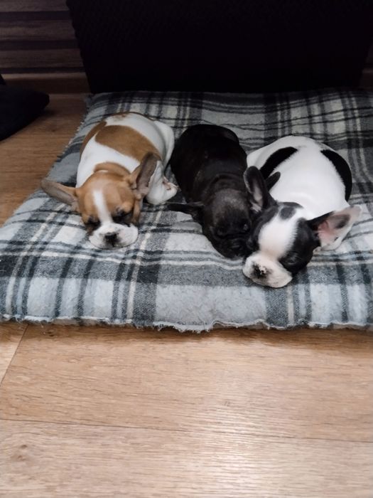 Щенки французского бульдога