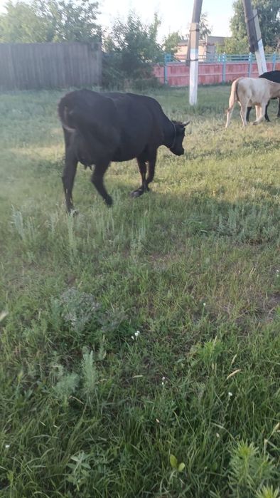 Продам коров 650000