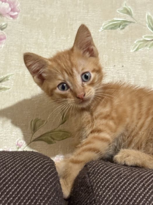 котенка в добрые руки
