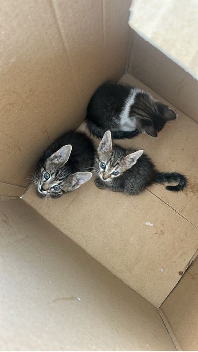 Adoptie pisoiasi