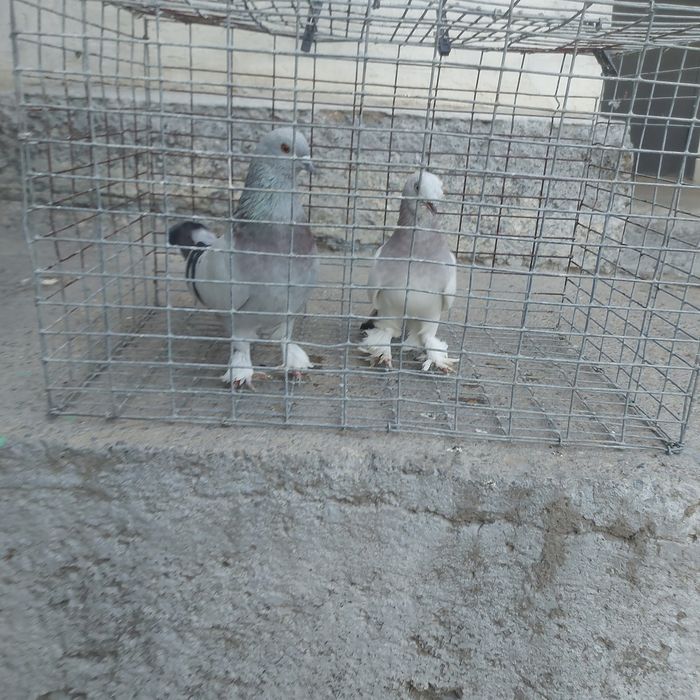 Такла пара лет с игрой самец тяга