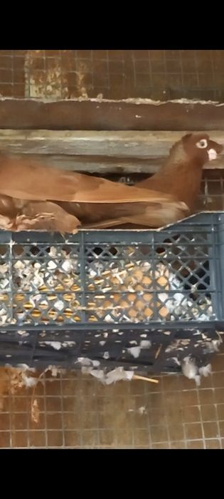 Голуби продам.  .