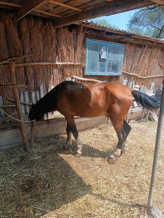 Ескі порнографиялық фильмдерді қараңыз