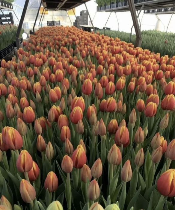 Тюльпаны крупные, предзаказ к 8 марта