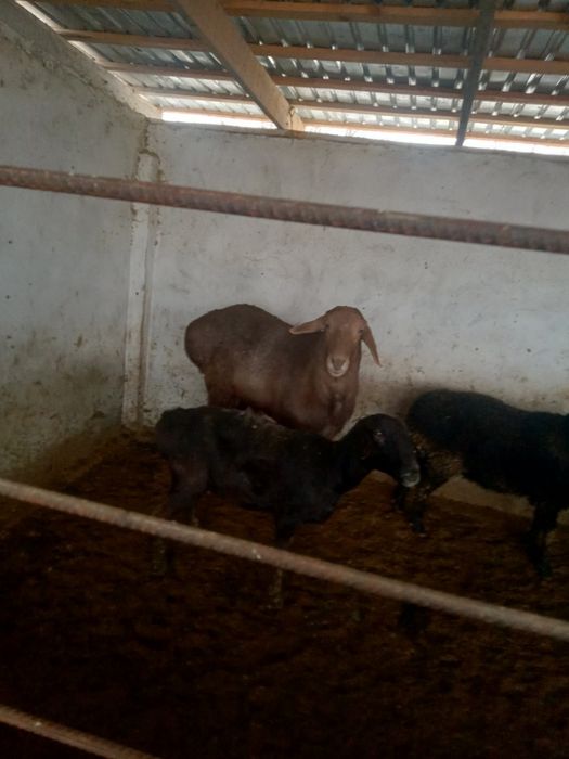 Жылқы сатылады, срочно, бағасын келісеміз