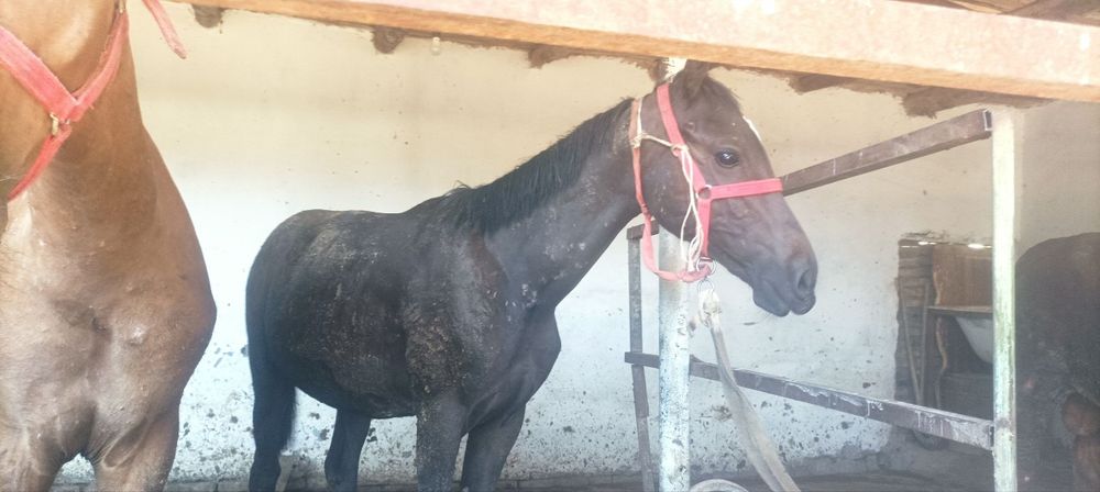 3 ta erkak nar toylar sotiladi