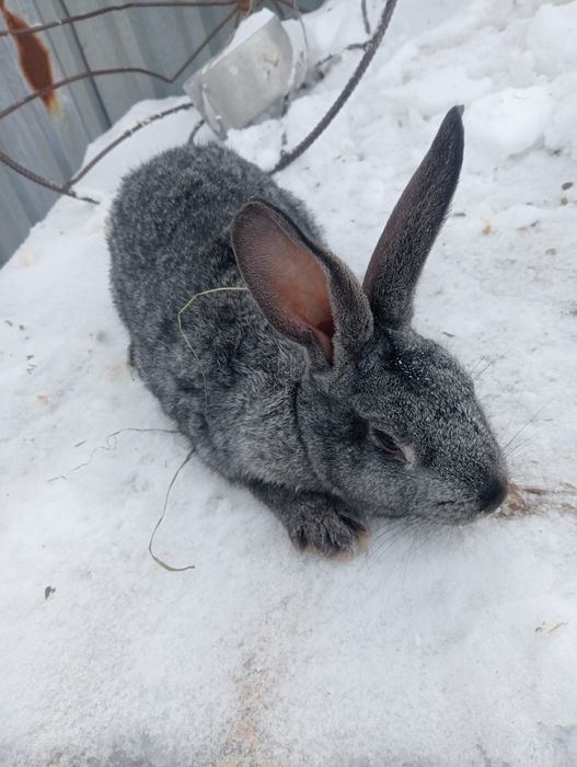 Кролики помесные