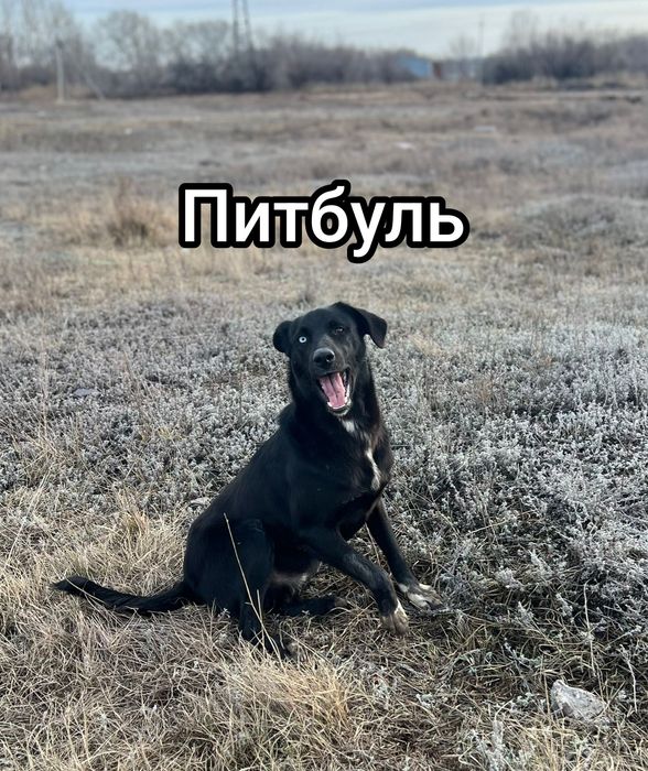 Отдам в добрые руки, собак