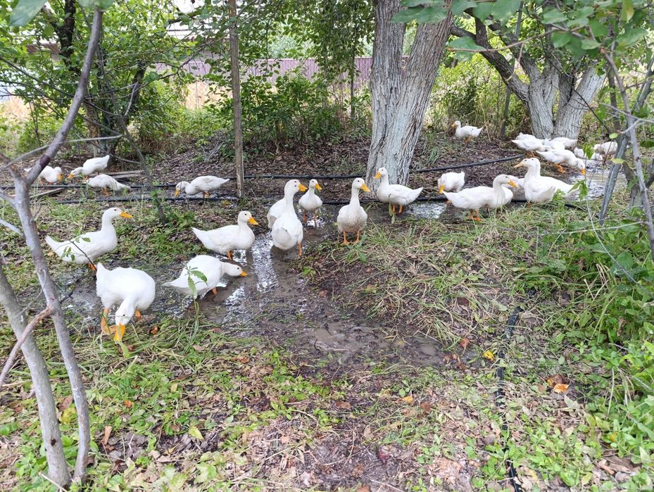 Проддам дачу с/о Химик