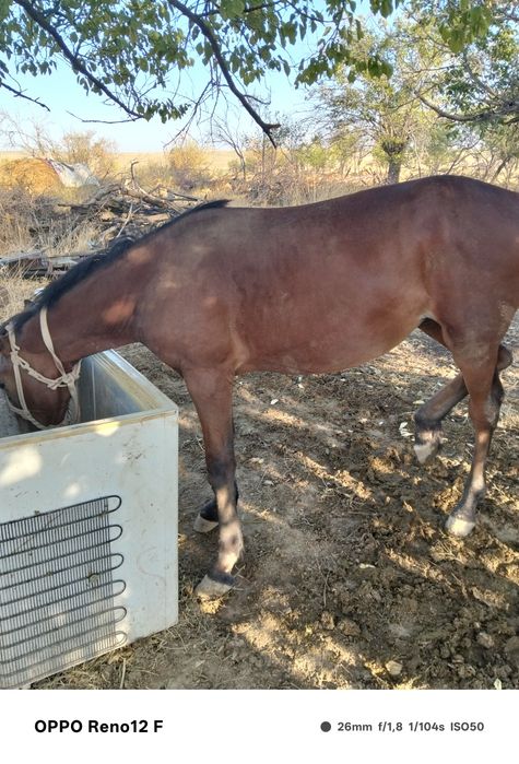 Тай сатылады семіз