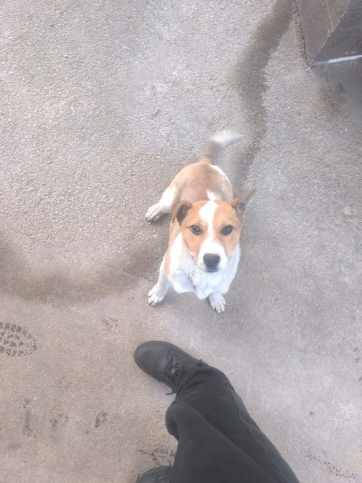 Собачка в отдам в хорошие руки