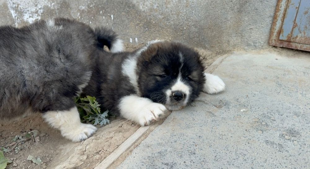 Щенки!!Кавказцы!!