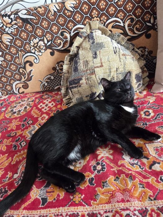 Отдам милых котеек