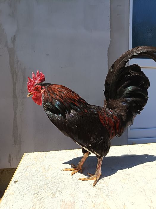 cocosi  americani pitici