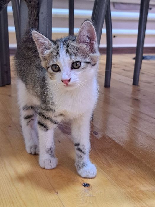 Отдаём котят в хорошие руки