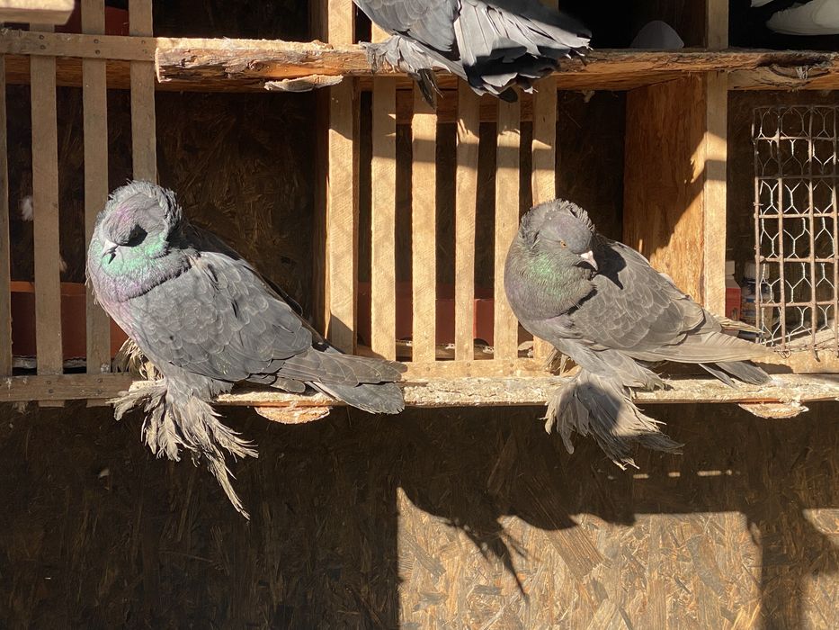 Pereche creti francezi