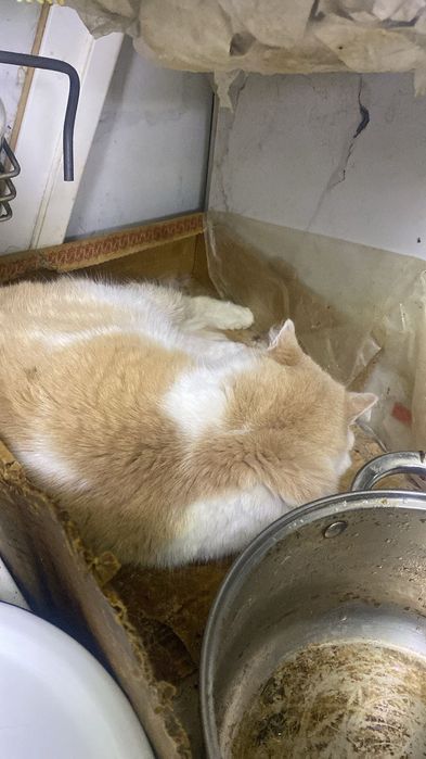 Ищем дом для кошечки