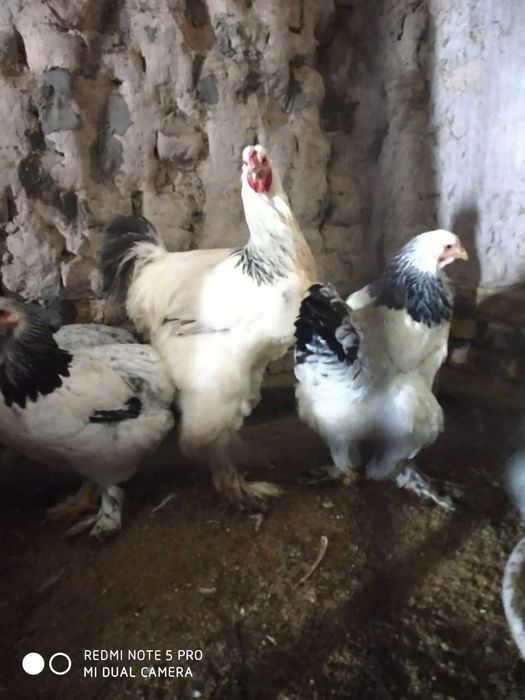 URGANCH svetli brama, chorni almaz brama gigant tuxumlari satiladi.