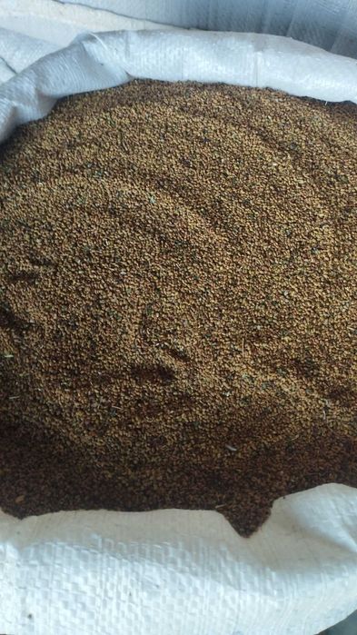 Беда уруги сотилади