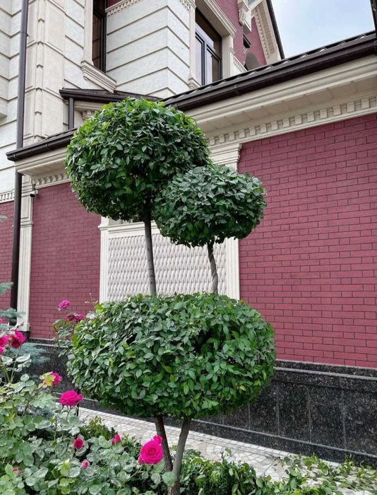 Gazon archa xizmatlari