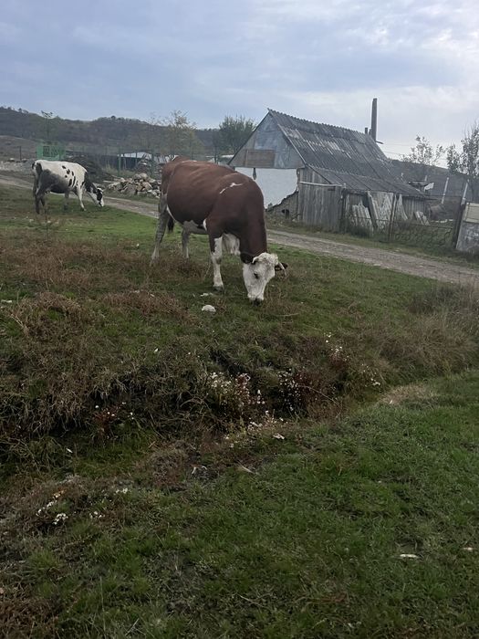 Vand juncă.