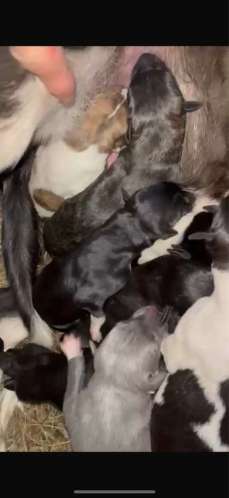 Грейхаунд,грей,гончия