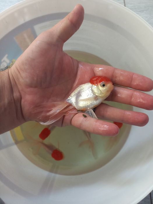 Akvarium va baliqlar dokoni