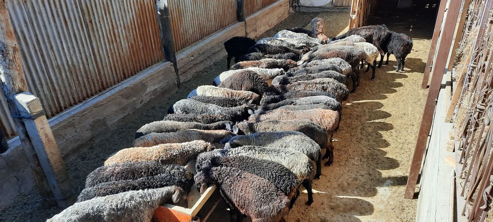 май семиз кой токты тусак кошкар