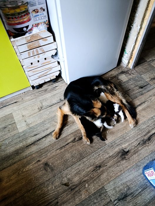 Щенков смесь овчарки и лабрадора