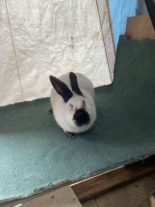 Кролихи калифорния