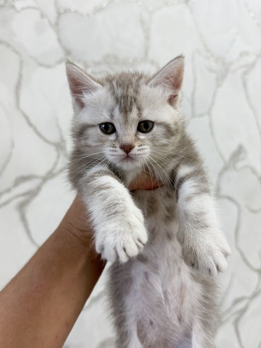 Продаются милые котята
