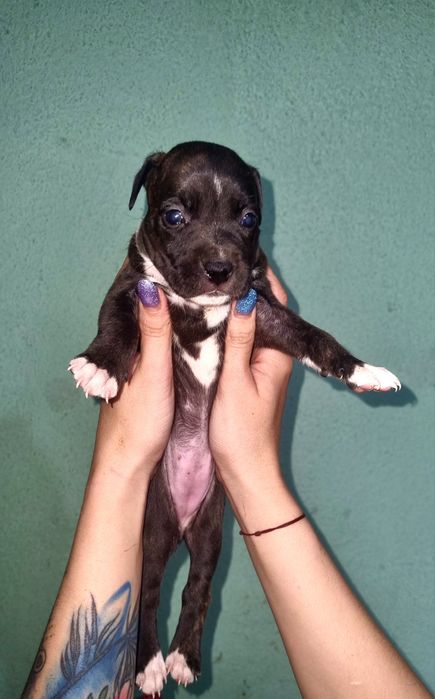 Американский стаффордширский терьер