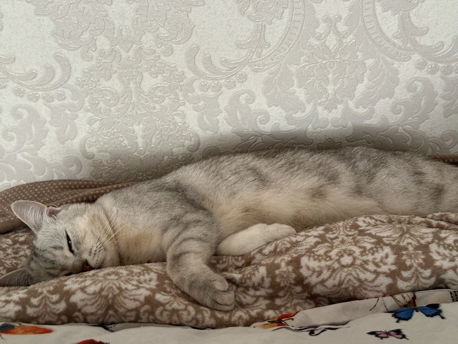 отдам кота в добрые руки