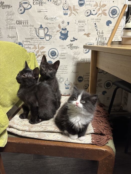 Котята в добрые руки