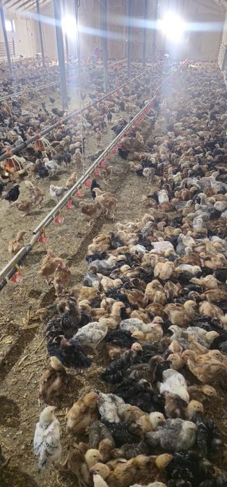 Ferma pui albi de carne si pui rasa mixta